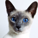 AlmostJax's Cat World