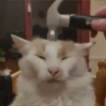 hammer cat