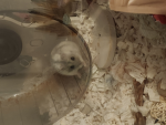 Happy pugs group