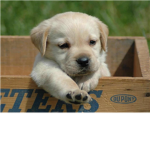 Puppy Power Club