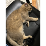 Scarlett mm2 selling server