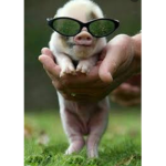 Join dis if u love piggys:D