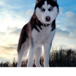 HUSKY FAN GROUP!!