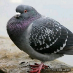 Fat pigeon army