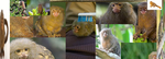 marmoset land
