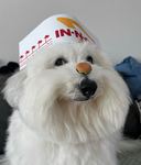 chip's fan group