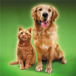 The pets game Group