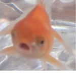 FISHY SQUADDDDDDDDDD