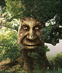 WISE TREE CULT