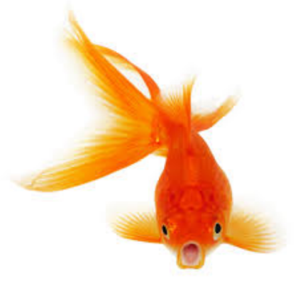 goldfish #14 Roblox decal