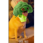 The poopcicles
