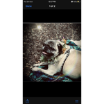 United pug of amarica
