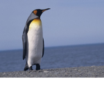 THE PENGUIN_SQUAD