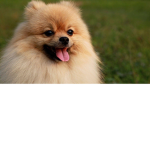 team buttercup my dog