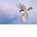 The Black Capped Chickadee Army Journal!