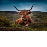 ##### vs cows