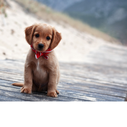 NEW DOG OBBY!