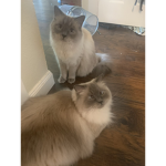 Team dog fox and cat