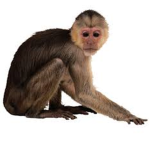 funke monke