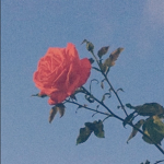 ʚ ⊹ pixie's lovelies ɞ