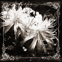 Spider Lilys Coven