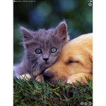 Puppy’s and Kitty’s United
