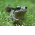 SAVE DA FROGS
