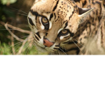 Ocelot Group