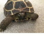 Tortoises of turtles