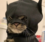 Spider_Cat@