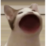 Bobki1000