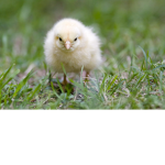 Chicken Gang :/