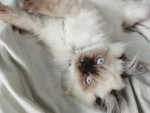 CAT'S ONLY WITH FRIENDS