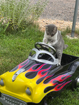 Cat lovers group meow