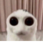 Dadonkadonks