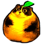 Kotost Orange