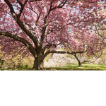 *+~Cherry Blossom's~+*