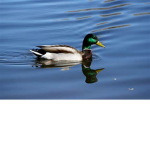 ducky duck studio