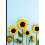 sunflowers sqaud!