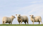 Big Billy The Sheep
