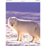 Arctic foxy ice club!