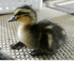 #Duck squad Fans