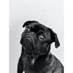 pug group! # for pugs only (;