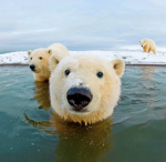 Wild Animals Lovers