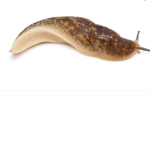 Slugs United