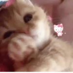 I heart cat <3