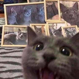 silly cats 2: electric boogaloo