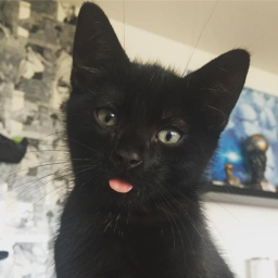 ˚🐈‍⬛🐾♡