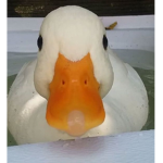 puffyduck