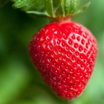 stawberry spaud